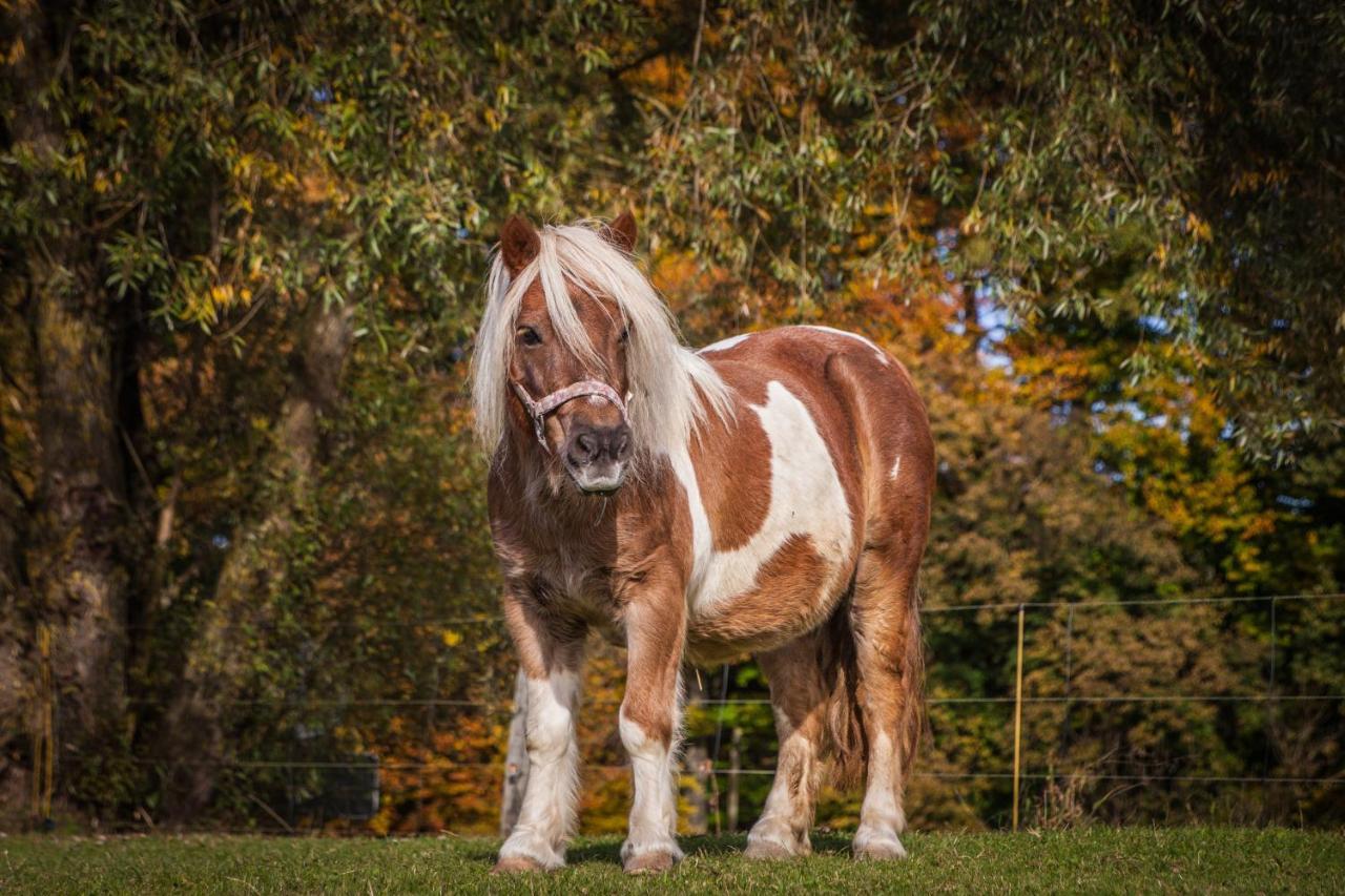 Ferienhof Muehlthal Edling ภายนอก รูปภาพ